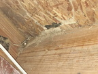 Termite Control